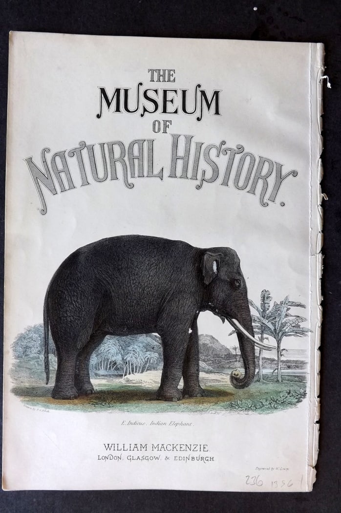 Richardson 1862 Hand Col Print. Elephant, Illus. Title Page: Hand Colored Steel Engraving/Etching Published 1859-62 by William Mackenzie, Edinburgh & London for "The Museum of Natural History" by John Richardson. Paper Size: 10.5 x 7 inch (27 x 18cm) Good Condi
