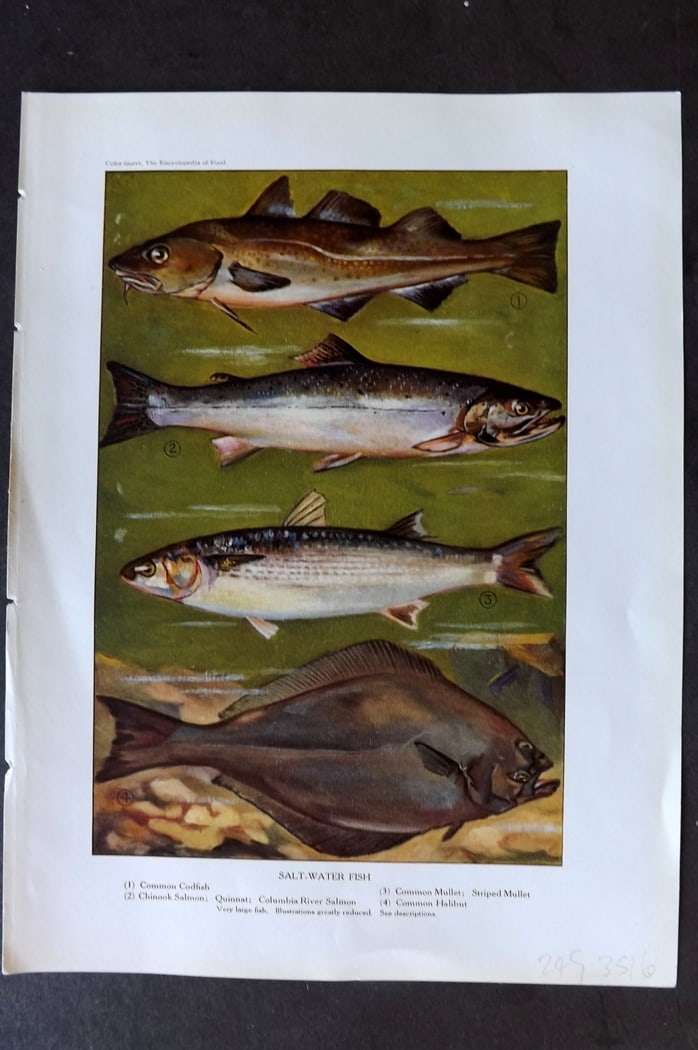 Ward, Artemas 1923 Fish Print. Cod, Salmon, Mullet, Halibut (1 of 1)