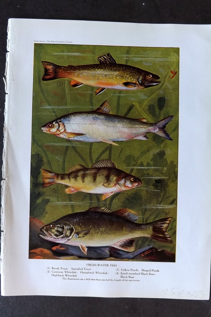 Ward, Artemas 1923 Fish Print. Trout, Perch, Bass, Whitefish: Offset Lithographs Published 1923, New York for "The Encyclopedia of Food" by Artemas Ward. Paper Size: 10.5 x 7.5 inch (27 x 19cm) Good Condition