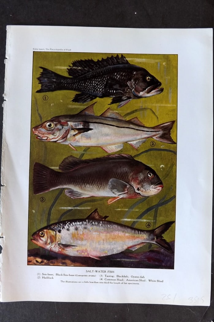 Ward, Artemas 1923 Fish Print. Sea-Bass, Haddock, Oyster Fish, Shad (1 of 1)