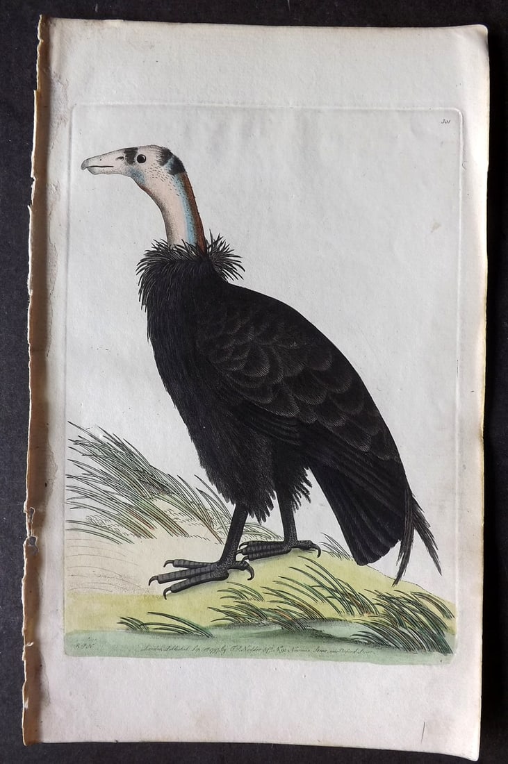 Shaw & Nodder 1798 Hand Col Bird Print. Californian Vulture 301 USA: Hand Colored Copper Plate Published 1789-1813, London for "The Naturalist's Miscellany: or Coloured Figures of Natural Objects" by George Shaw and Frederick Nodder. With accompanying descriptive text.