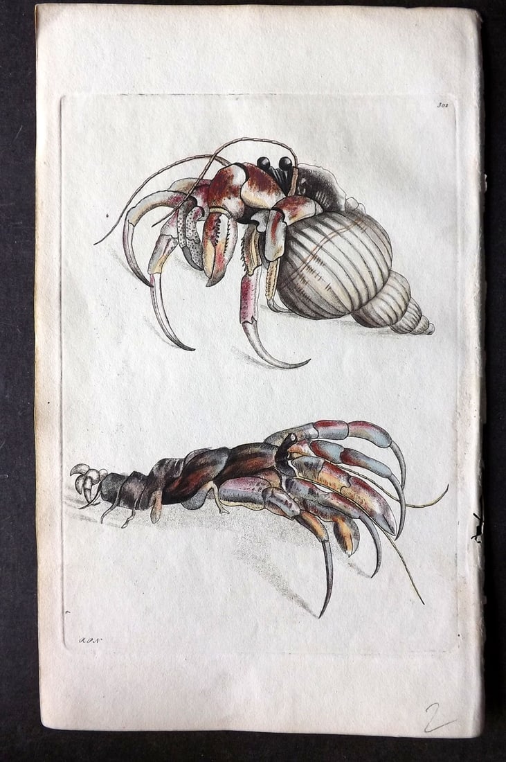 Shaw & Nodder 1798 Hand Col Print. Hermit Crab 302 (1 of 1)