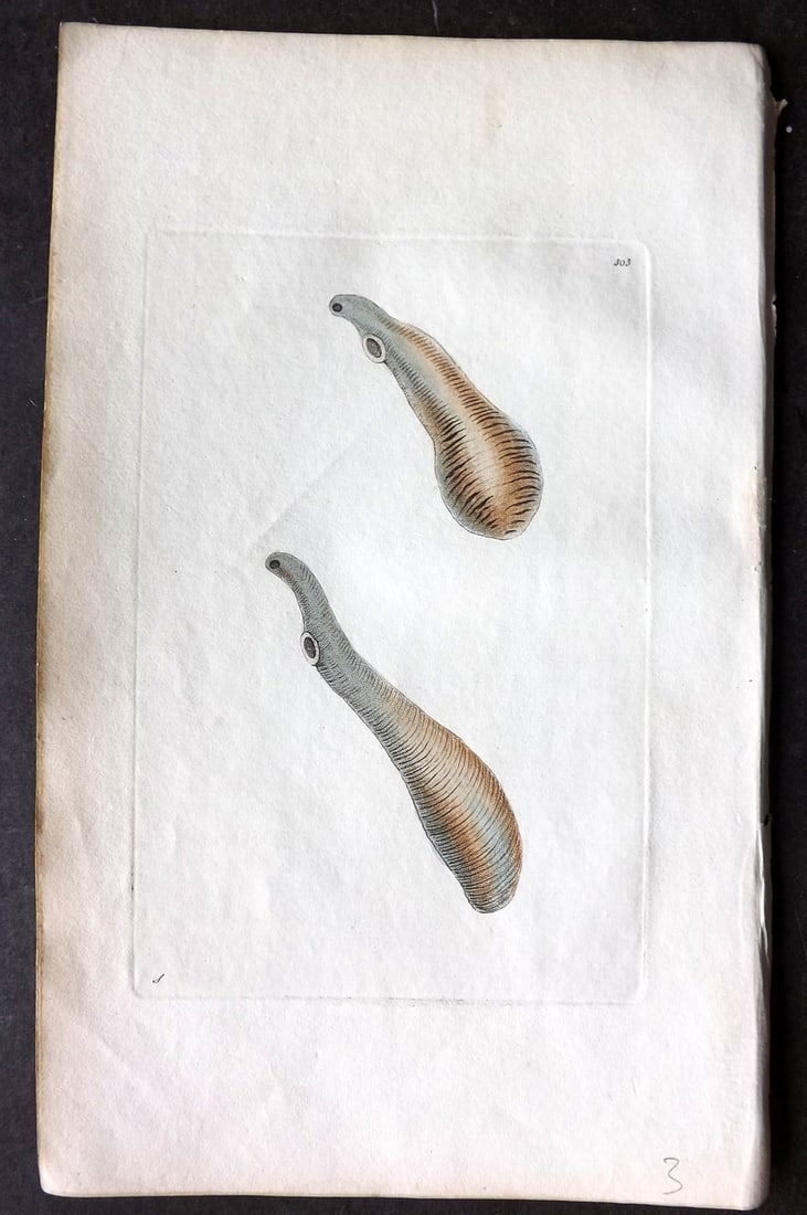 Shaw & Nodder 1798 Hand Col Print. Clavated Fasciola 303: Hand Colored Copper Plate Published 1789-1813, London for "The Naturalist's Miscellany: or Coloured Figures of Natural Objects" by George Shaw and Frederick Nodder. With accompanying descriptive text.