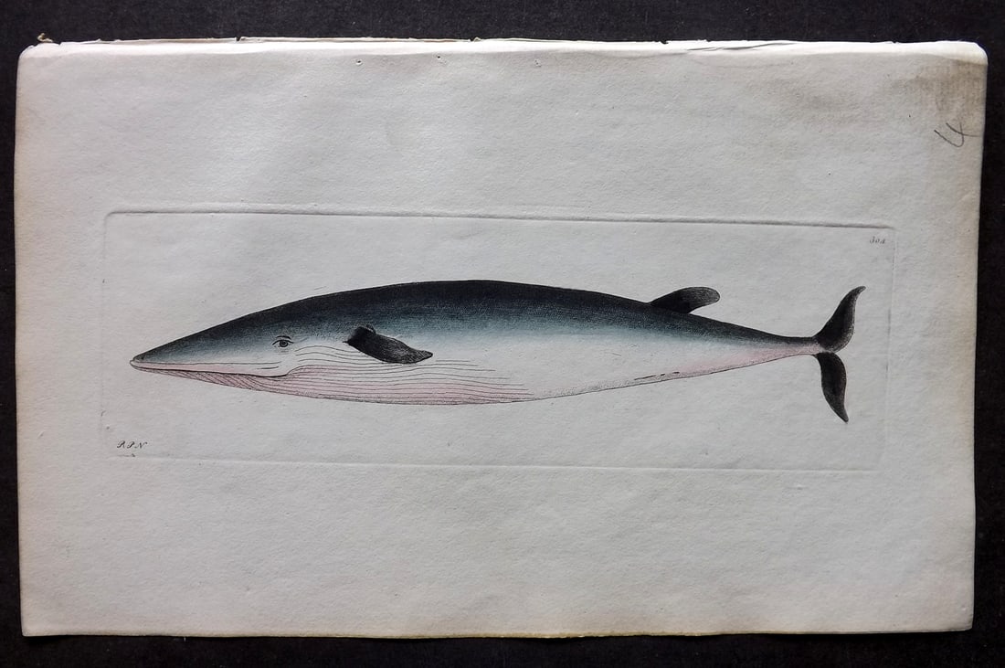 Shaw & Nodder 1798 Hand Col Print. Rostrated Whale 304: Hand Colored Copper Plate Published 1789-1813, London for "The Naturalist's Miscellany: or Coloured Figures of Natural Objects" by George Shaw and Frederick Nodder. With accompanying descriptive text.