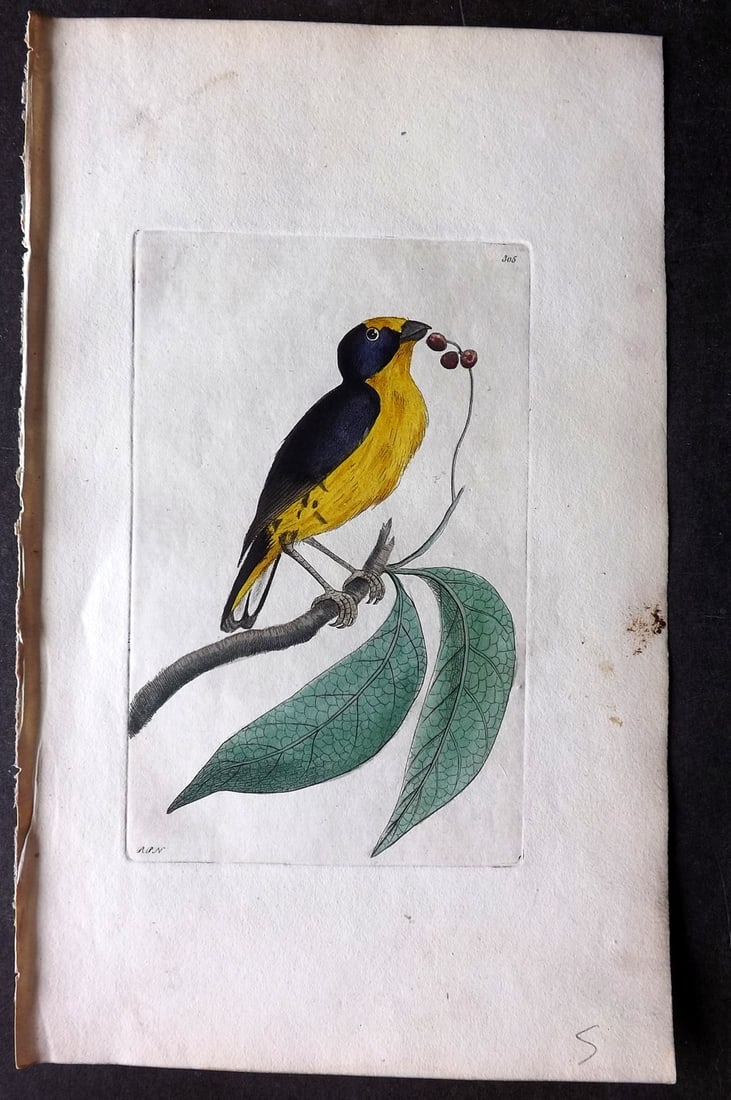 Shaw & Nodder 1798 Hand Col Print. Violaceuos Tanager 305: Hand Colored Copper Plate Published 1789-1813, London for "The Naturalist's Miscellany: or Coloured Figures of Natural Objects" by George Shaw and Frederick Nodder. With accompanying descriptive text.