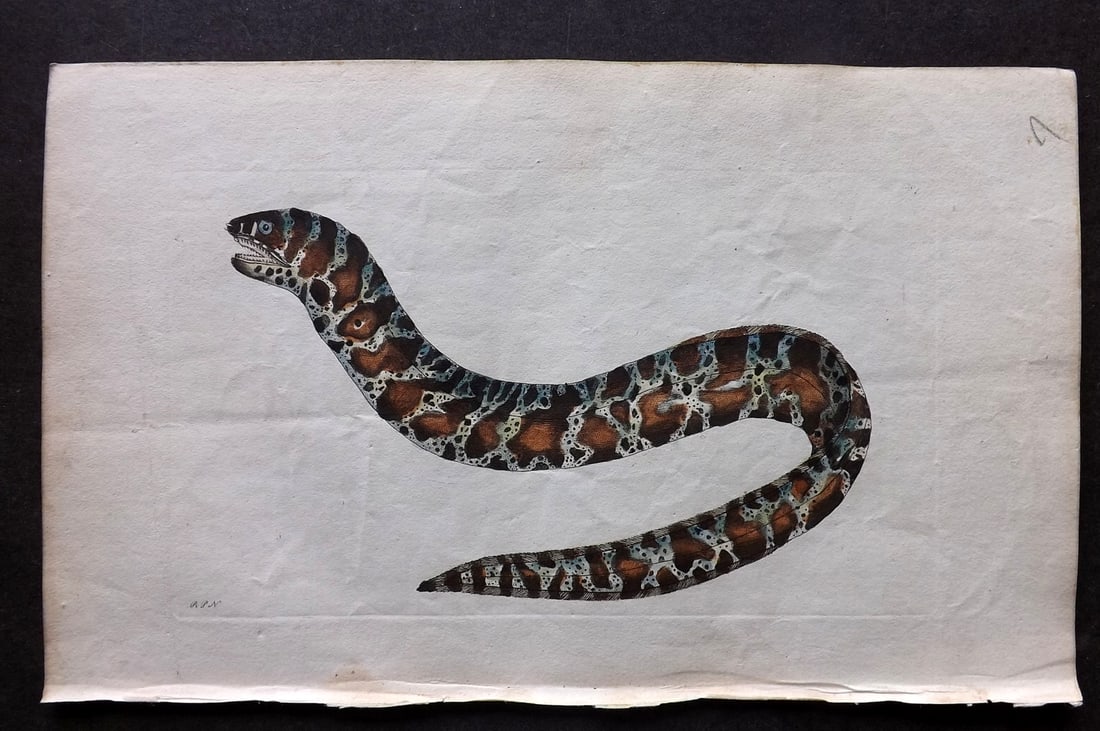 Shaw & Nodder 1798 Hand Col Print. Marbled Gymnothorax 307: Hand Colored Copper Plate Published 1789-1813, London for "The Naturalist's Miscellany: or Coloured Figures of Natural Objects" by George Shaw and Frederick Nodder. With accompanying descriptive text.
