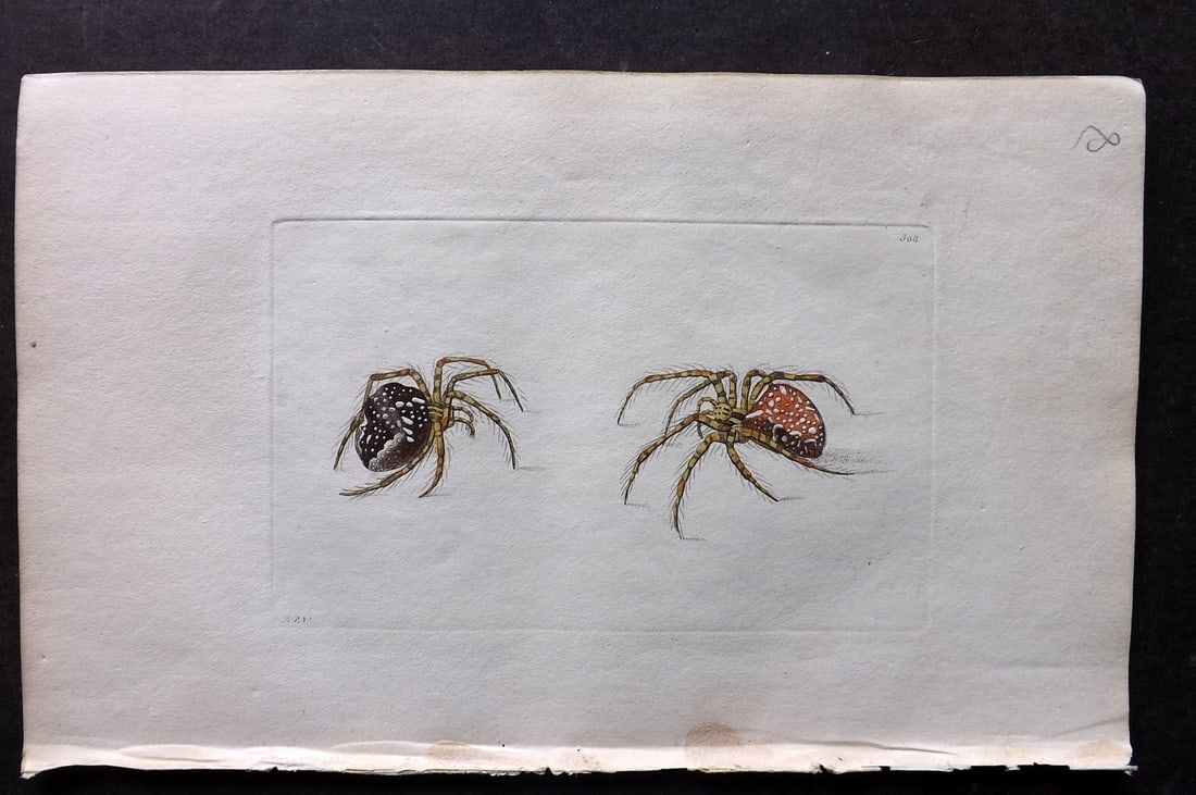 Shaw & Nodder 1798 Hand Col Print. Diadem Spider 308: Hand Colored Copper Plate Published 1789-1813, London for "The Naturalist's Miscellany: or Coloured Figures of Natural Objects" by George Shaw and Frederick Nodder. With accompanying descriptive text.