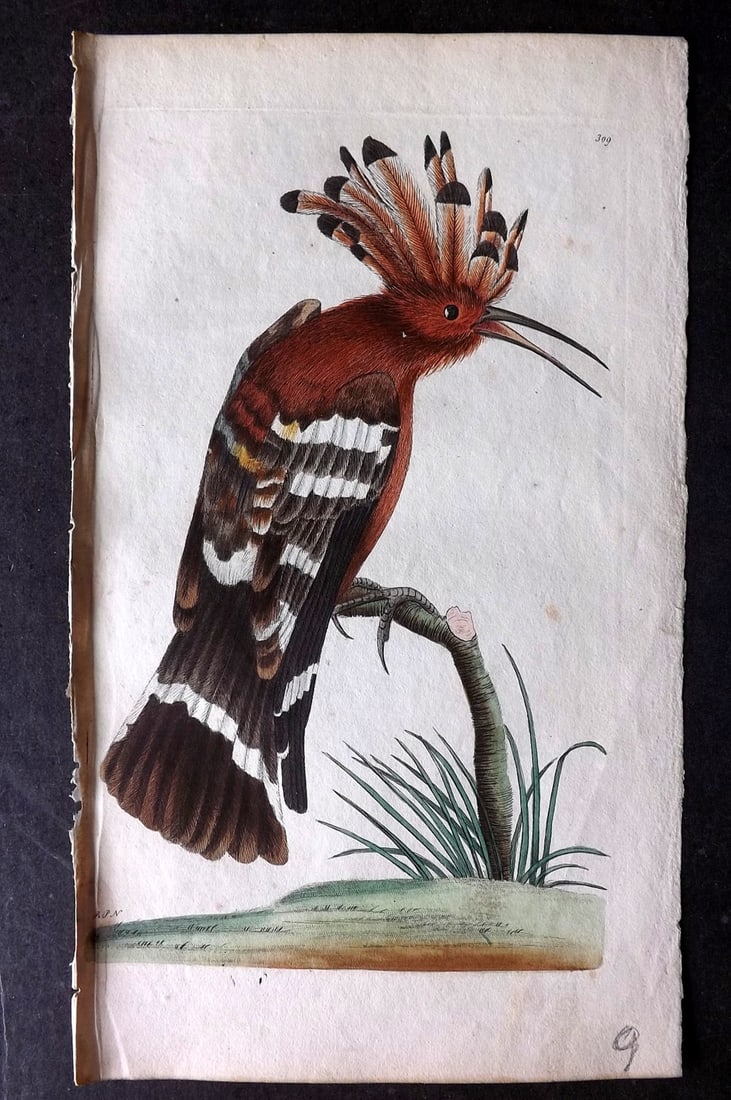 Shaw & Nodder 1798 Hand Col Bird Print. Hoopoe 309: Hand Colored Copper Plate Published 1789-1813, London for "The Naturalist's Miscellany: or Coloured Figures of Natural Objects" by George Shaw and Frederick Nodder. With accompanying descriptive text.