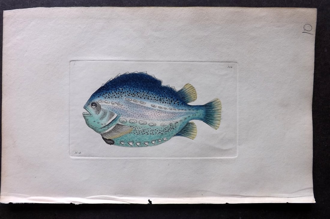 Shaw & Nodder 1798 Hand Col Print. Pavonian Cyclopterus Lump Fish 310 (1 of 1)