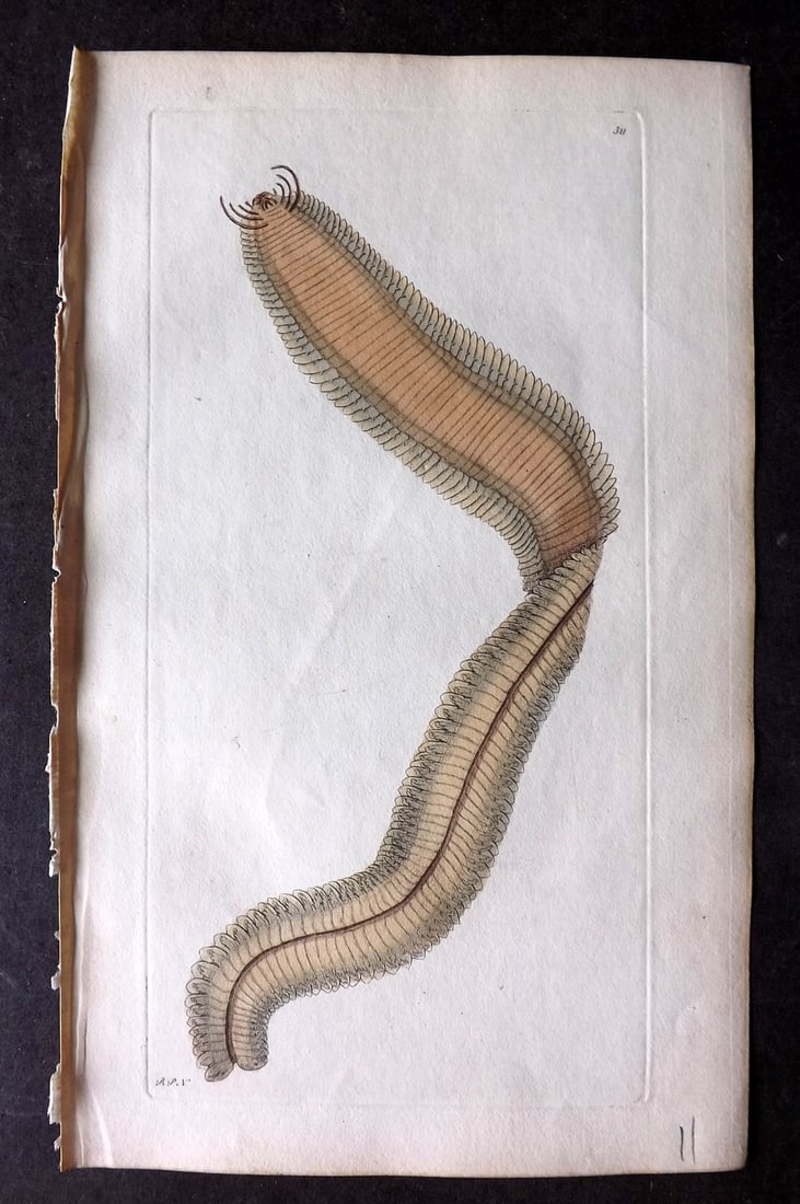 Shaw & Nodder 1798 Hand Col Print. Lamellated Nereis 311: Hand Colored Copper Plate Published 1789-1813, London for "The Naturalist's Miscellany: or Coloured Figures of Natural Objects" by George Shaw and Frederick Nodder. With accompanying descriptive text.