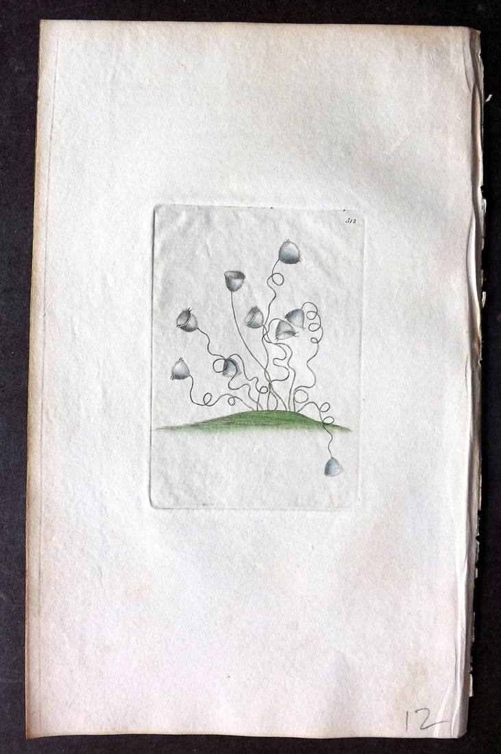 Shaw & Nodder 1798 Hand Col Print. Convallarian Vorticella 312: Hand Colored Copper Plate Published 1789-1813, London for "The Naturalist's Miscellany: or Coloured Figures of Natural Objects" by George Shaw and Frederick Nodder. With accompanying descriptive text.