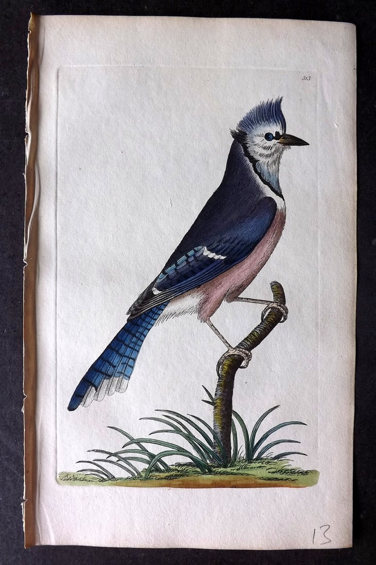 Shaw & Nodder 1798 Hand Col Blue Print. Blue Jay 313 (1 of 1)