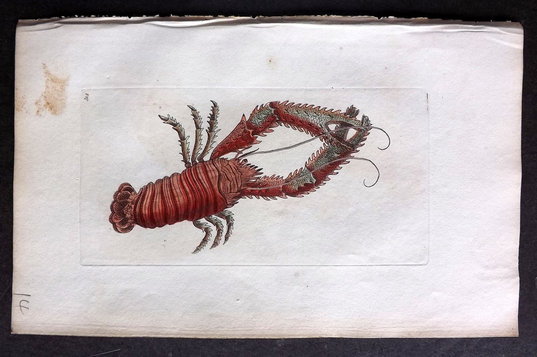 Shaw & Nodder 1798 Hand Col Print. Plated Lobster 314: Hand Colored Copper Plate Published 1789-1813, London for "The Naturalist's Miscellany: or Coloured Figures of Natural Objects" by George Shaw and Frederick Nodder. With accompanying descriptive text.
