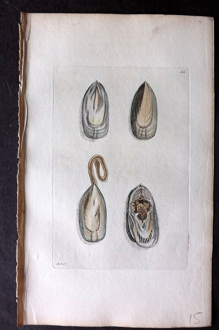 Shaw & Nodder 1798 Hand Col Print. Camellian Muscle 315 Shells: Hand Colored Copper Plate Published 1789-1813, London for "The Naturalist's Miscellany: or Coloured Figures of Natural Objects" by George Shaw and Frederick Nodder. With accompanying descriptive text.
