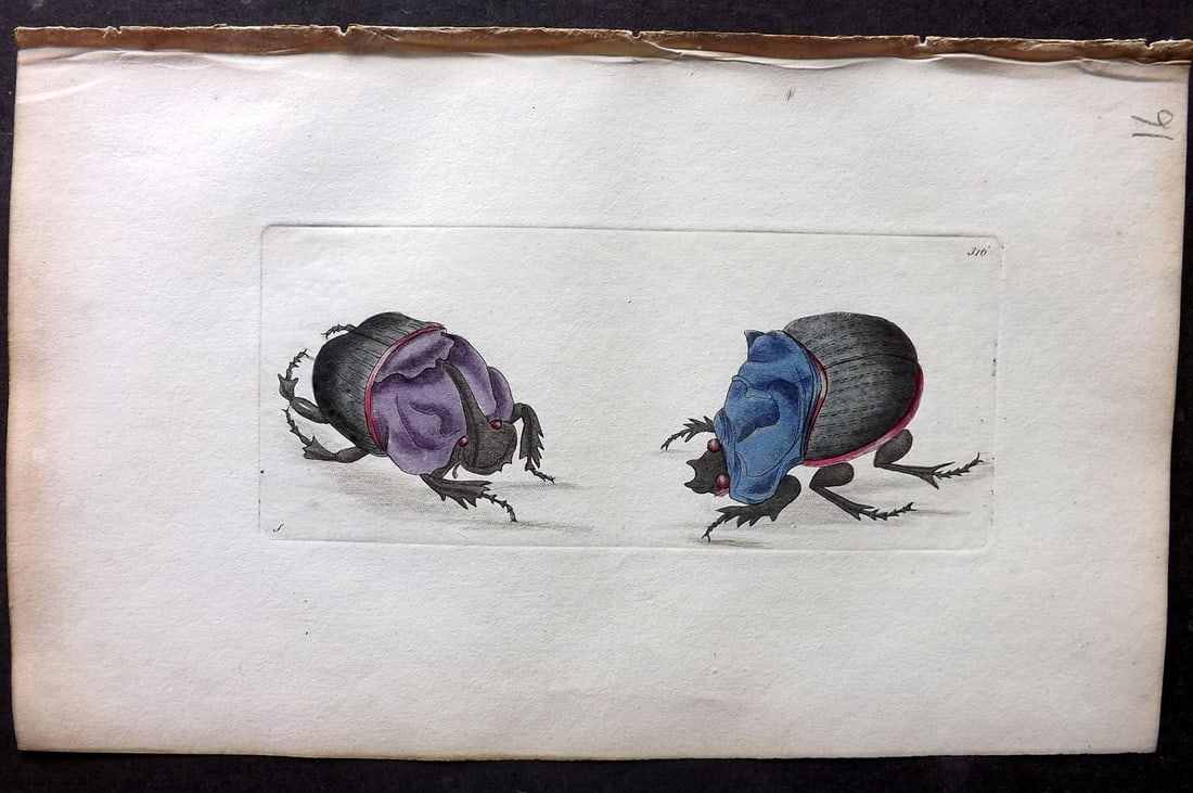 Shaw & Nodder 1798 Hand Col Print. Cyanean Beetle 316: Hand Colored Copper Plate Published 1789-1813, London for "The Naturalist's Miscellany: or Coloured Figures of Natural Objects" by George Shaw and Frederick Nodder. With accompanying descriptive text.