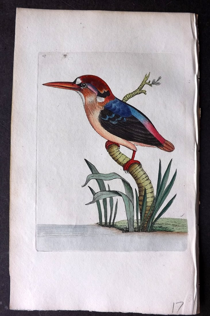 Shaw & Nodder 1798 Hand Col Bird Print. Red Headed Kingfisher 317: Hand Colored Copper Plate Published 1789-1813, London for "The Naturalist's Miscellany: or Coloured Figures of Natural Objects" by George Shaw and Frederick Nodder. With accompanying descriptive text.