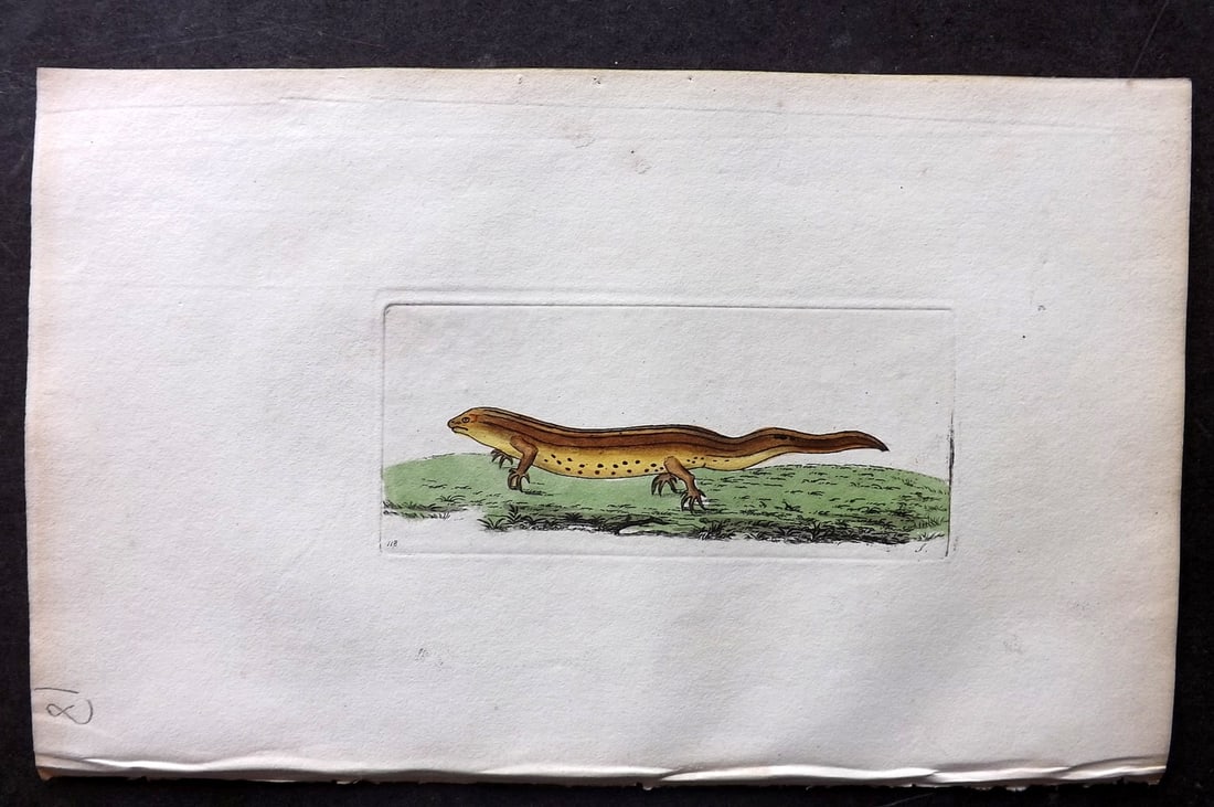 Shaw & Nodder 1798 Hand Col Print. Common Newt 318: Hand Colored Copper Plate Published 1789-1813, London for "The Naturalist's Miscellany: or Coloured Figures of Natural Objects" by George Shaw and Frederick Nodder. With accompanying descriptive text.