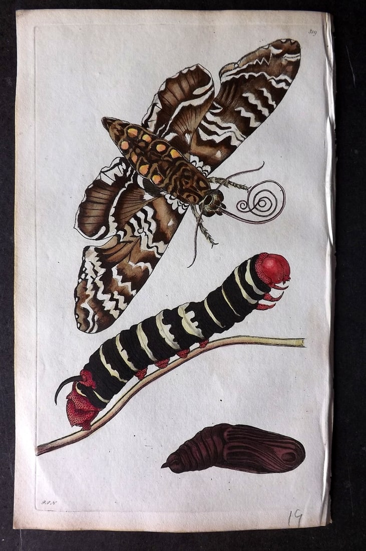 Shaw & Nodder 1798 Hand Col Print. Cassava Sphinx Moth 319: Hand Colored Copper Plate Published 1789-1813, London for "The Naturalist's Miscellany: or Coloured Figures of Natural Objects" by George Shaw and Frederick Nodder. With accompanying descriptive text.