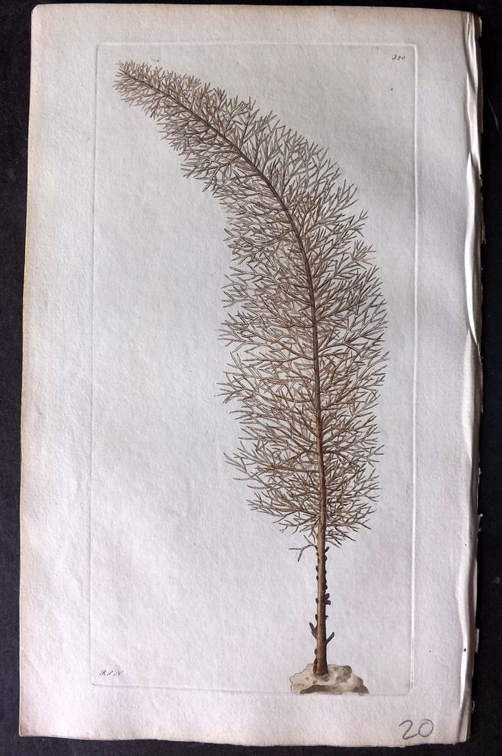 Shaw & Nodder 1798 Hand Col Print. Cypress Antipathes 320: Hand Colored Copper Plate Published 1789-1813, London for "The Naturalist's Miscellany: or Coloured Figures of Natural Objects" by George Shaw and Frederick Nodder. With accompanying descriptive text.