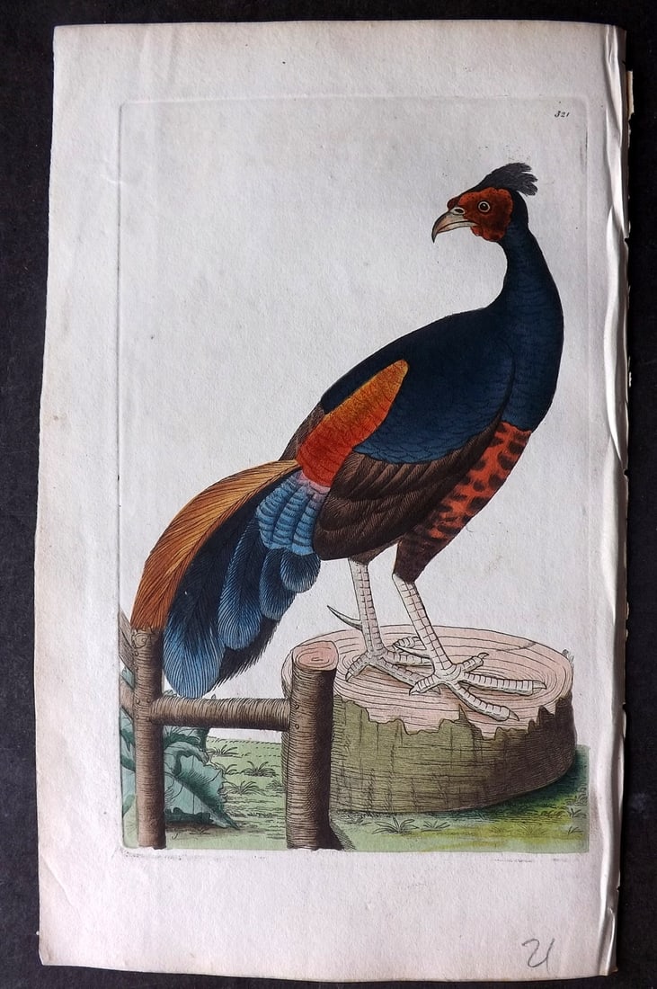 Shaw & Nodder 1798 Hand Col Print. Fire Backed Pheasant 321: Hand Colored Copper Plate Published 1789-1813, London for "The Naturalist's Miscellany: or Coloured Figures of Natural Objects" by George Shaw and Frederick Nodder. With accompanying descriptive text.