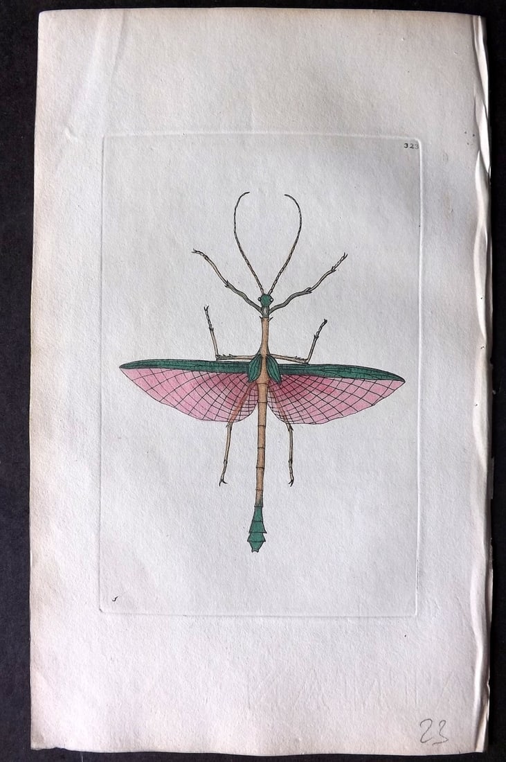 Shaw & Nodder 1798 Hand Col Print. Two Spined Mantis 323: Hand Colored Copper Plate Published 1789-1813, London for "The Naturalist's Miscellany: or Coloured Figures of Natural Objects" by George Shaw and Frederick Nodder. With accompanying descriptive text.