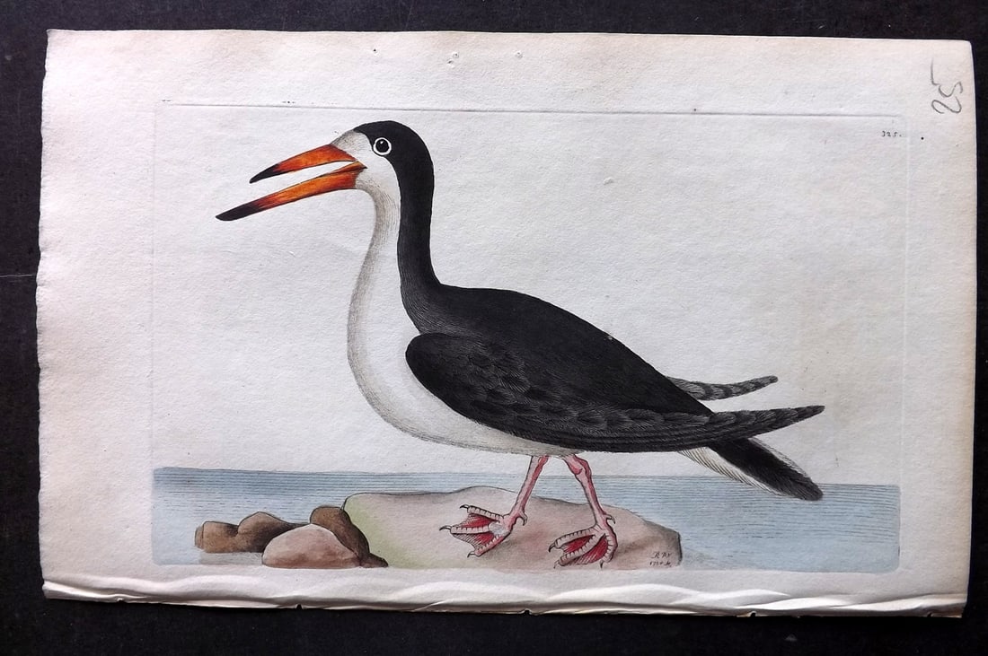 Shaw & Nodder 1798 Hand Col Bird Print. Black Skimmer 325: Hand Colored Copper Plate Published 1789-1813, London for "The Naturalist's Miscellany: or Coloured Figures of Natural Objects" by George Shaw and Frederick Nodder. With accompanying descriptive text.