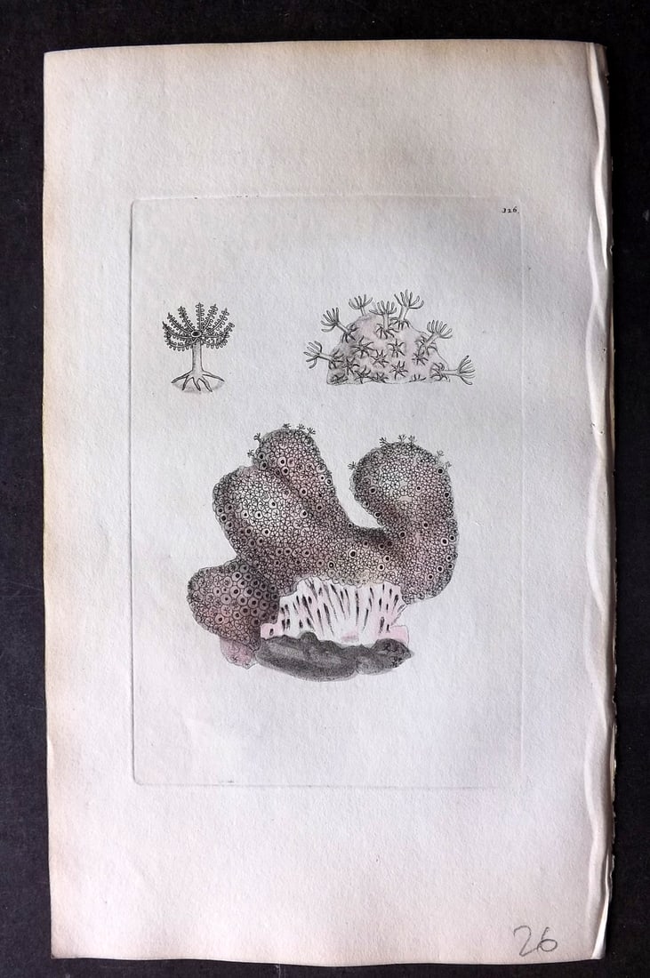 Shaw & Nodder 1798 Hand Col Print. Fingered Alcyonium 326 (1 of 1)
