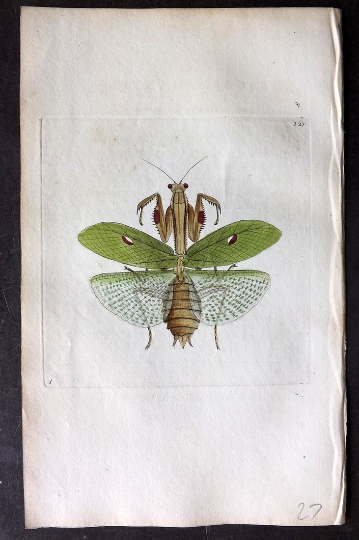 Shaw & Nodder 1798 Hand Col Print. Saccred Mantis 327: Hand Colored Copper Plate Published 1789-1813, London for "The Naturalist's Miscellany: or Coloured Figures of Natural Objects" by George Shaw and Frederick Nodder. With accompanying descriptive text.