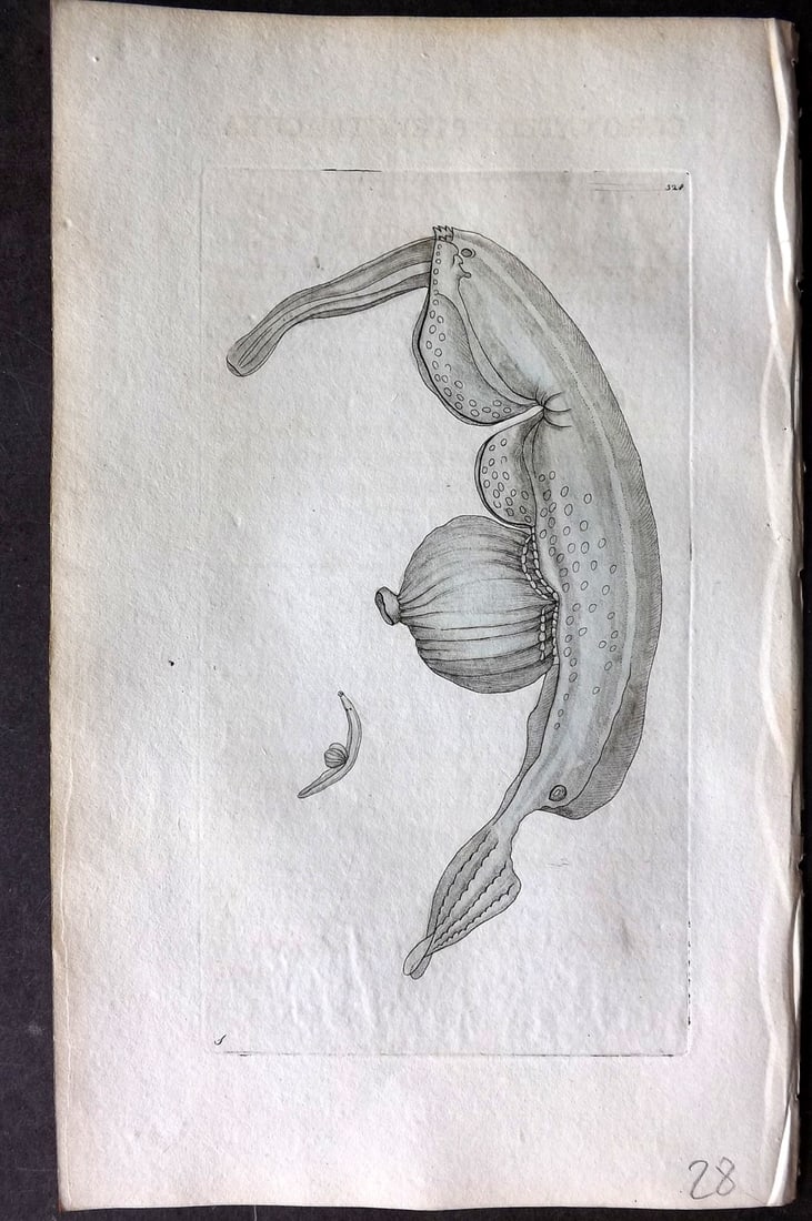 Shaw & Nodder 1798 Hand Col Print. Coronated Pterotrachea 328: Hand Colored Copper Plate Published 1789-1813, London for "The Naturalist's Miscellany: or Coloured Figures of Natural Objects" by George Shaw and Frederick Nodder. With accompanying descriptive text.