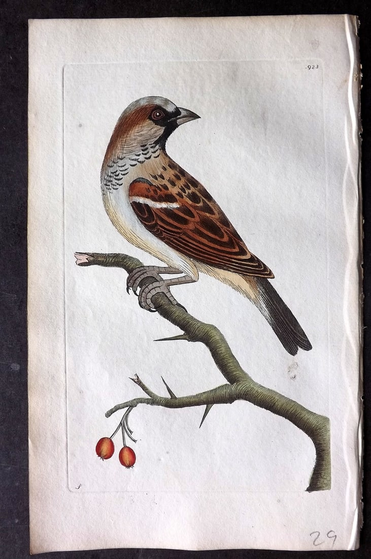Shaw & Nodder 1798 Hand Col Bird Print. Common Sparrow 329 (1 of 1)