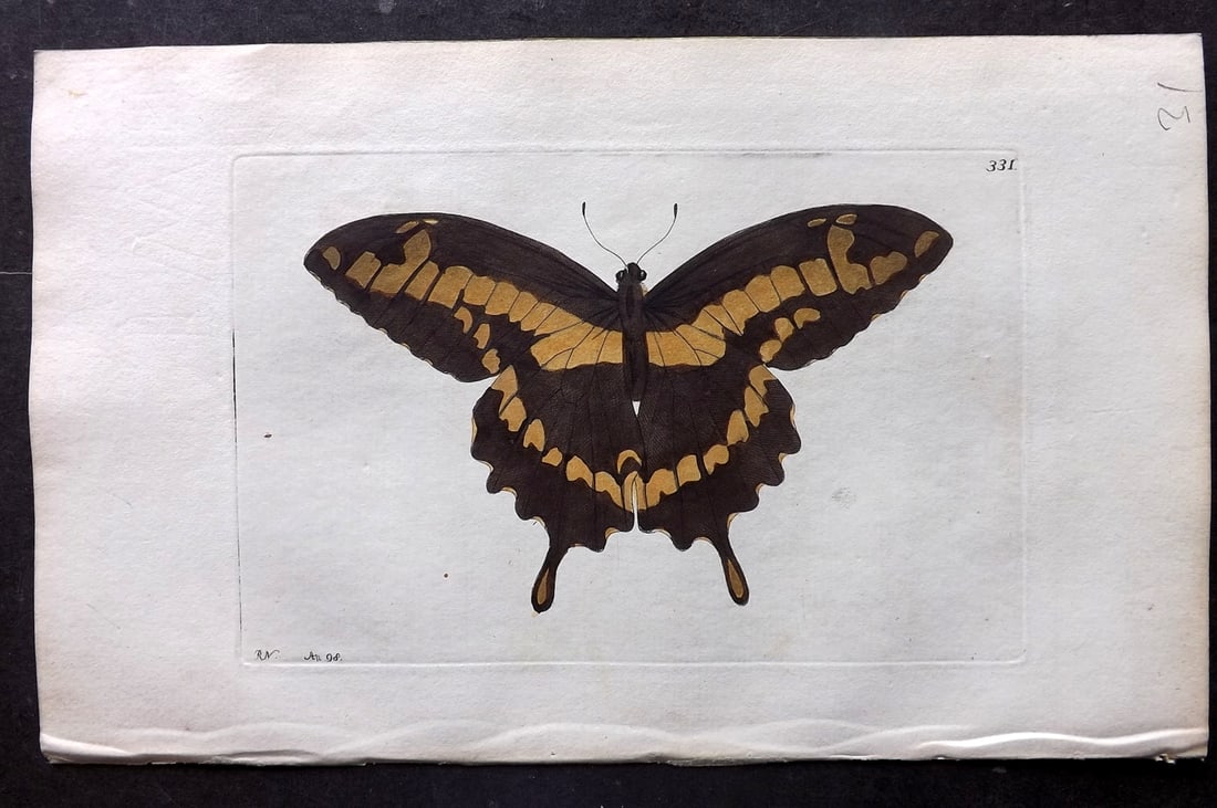 Shaw & Nodder 1798 Hand Col Print. Papilio Thoas Butterfly 331: Hand Colored Copper Plate Published 1789-1813, London for "The Naturalist's Miscellany: or Coloured Figures of Natural Objects" by George Shaw and Frederick Nodder. With accompanying descriptive text.