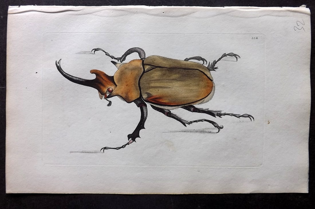 Shaw & Nodder 1798 Hand Col Print. Elephant Beetle 332: Hand Colored Copper Plate Published 1789-1813, London for "The Naturalist's Miscellany: or Coloured Figures of Natural Objects" by George Shaw and Frederick Nodder. With accompanying descriptive text.