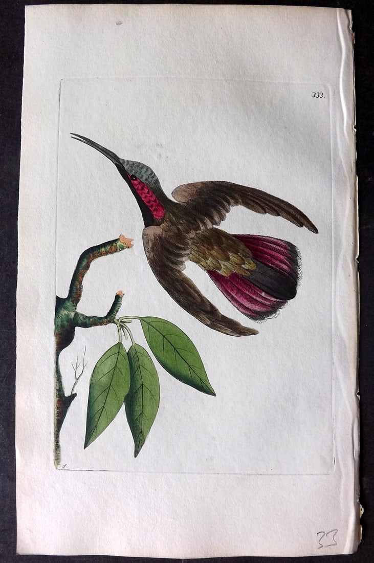 Shaw & Nodder 1798 Hand Col Bird Print. Purple Tailed Hummingbird 333: Hand Colored Copper Plate Published 1789-1813, London for "The Naturalist's Miscellany: or Coloured Figures of Natural Objects" by George Shaw and Frederick Nodder. With accompanying descriptive text.