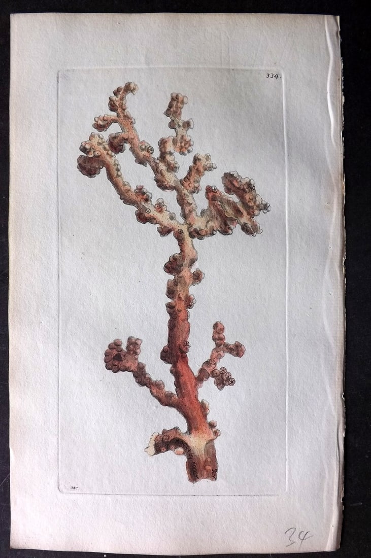 Shaw & Nodder 1798 Hand Col Print. Arborescent Alcyonium 334: Hand Colored Copper Plate Published 1789-1813, London for "The Naturalist's Miscellany: or Coloured Figures of Natural Objects" by George Shaw and Frederick Nodder. With accompanying descriptive text.