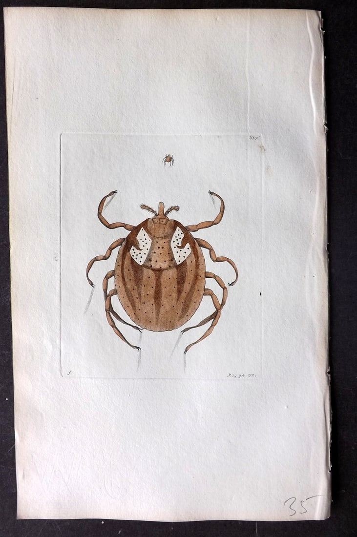 Shaw & Nodder 1798 Hand Col Print. Lozenge Acarus 335: Hand Colored Copper Plate Published 1789-1813, London for "The Naturalist's Miscellany: or Coloured Figures of Natural Objects" by George Shaw and Frederick Nodder. With accompanying descriptive text.