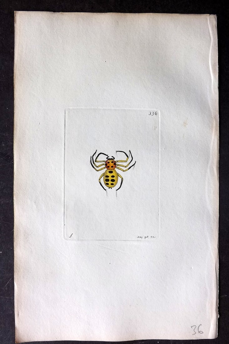 Shaw & Nodder 1798 Hand Col Print. Golden Spider 336 (1 of 1)
