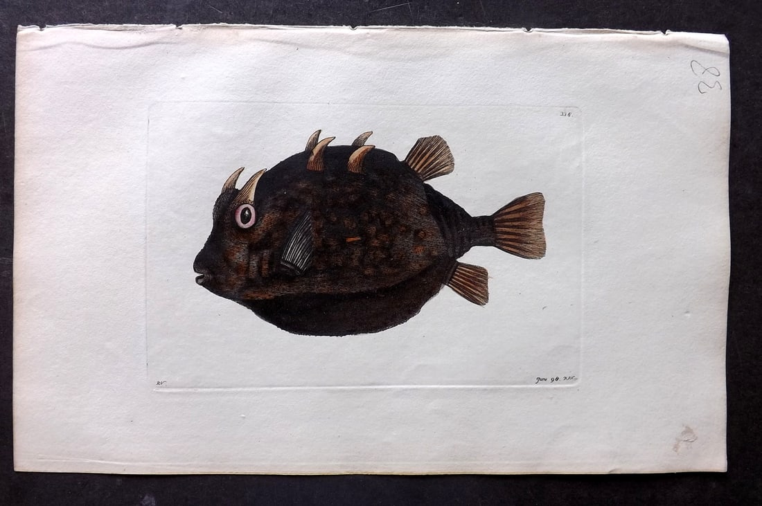Shaw & Nodder 1798 Hand Col Print. Eared Ostracion Fish 338 (1 of 1)