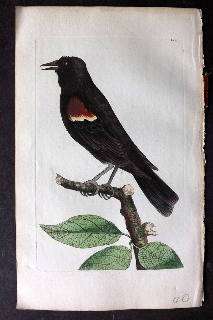 Shaw & Nodder 1798 Hand Col Bird Print. Red Shouldered Oriole 341 (1 of 1)