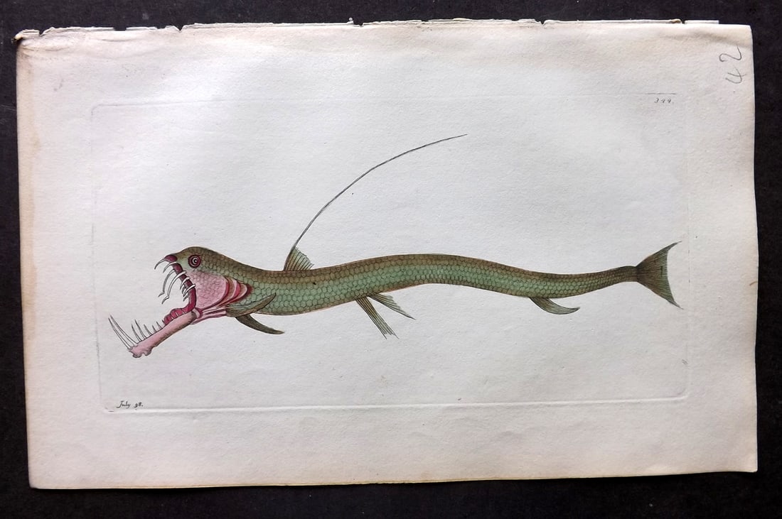 Shaw & Nodder 1798 Hand Col Print. Viper Mouthed Pike Fish 344 (1 of 1)