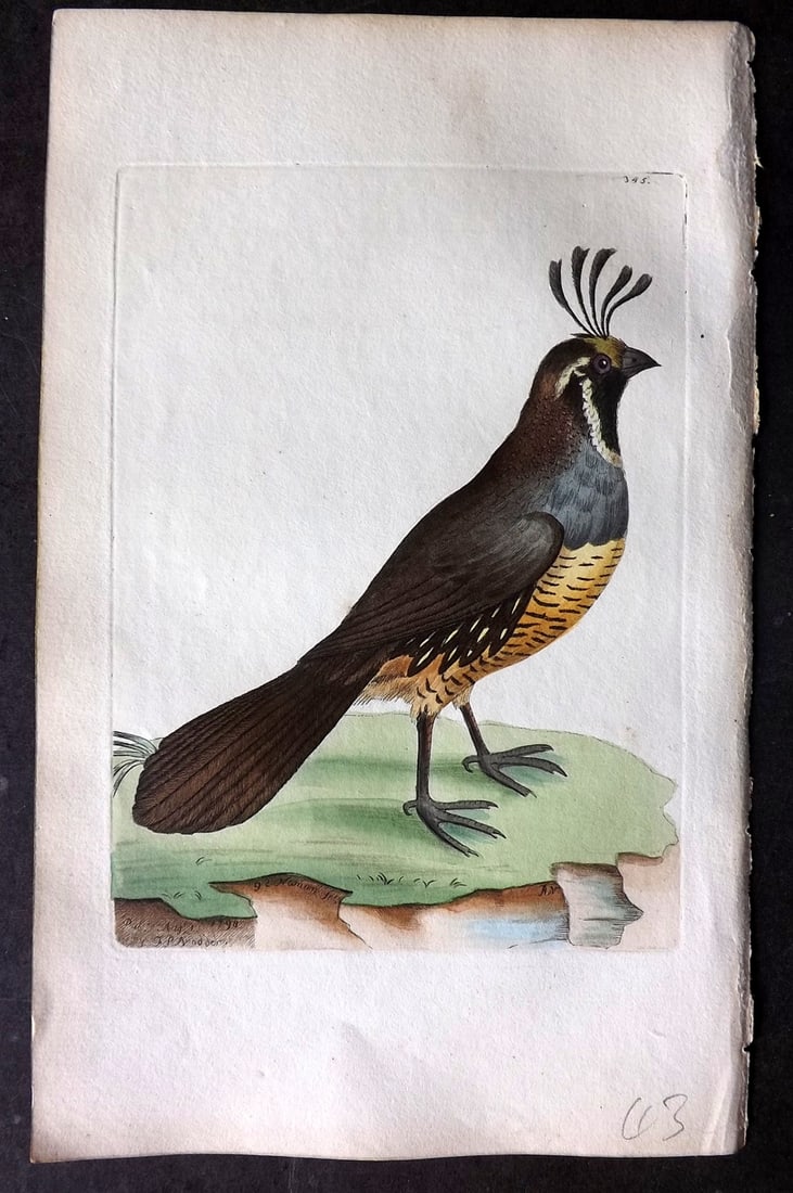 Shaw & Nodder 1798 Hand Col Brd Print. Californian Quail 345 USA: Hand Colored Copper Plate Published 1789-1813, London for "The Naturalist's Miscellany: or Coloured Figures of Natural Objects" by George Shaw and Frederick Nodder. With accompanying descriptive text.