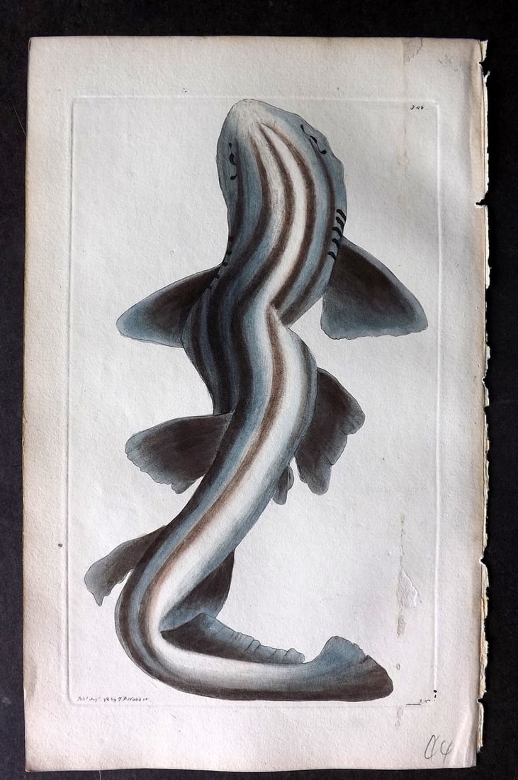 Shaw & Nodder 1798 Hand Col Print. Banded Shark 346: Hand Colored Copper Plate Published 1789-1813, London for "The Naturalist's Miscellany: or Coloured Figures of Natural Objects" by George Shaw and Frederick Nodder. With accompanying descriptive text.