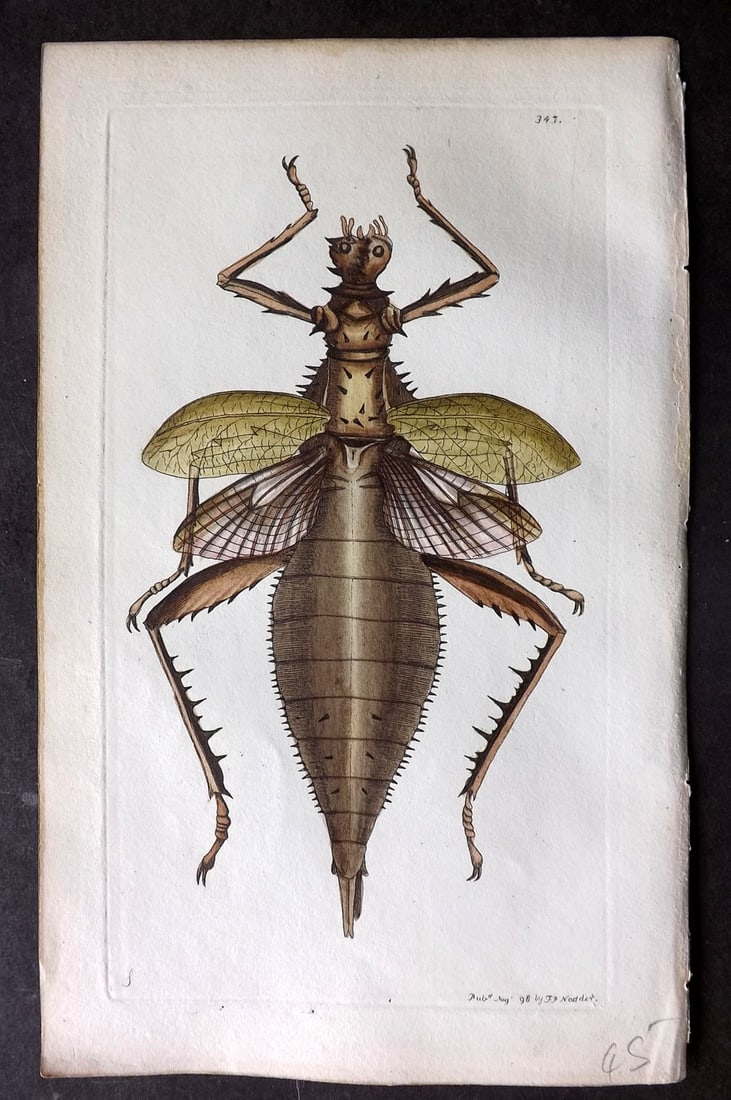 Shaw & Nodder 1798 Hand Col Print. Dilated Phasma 347: Hand Colored Copper Plate Published 1789-1813, London for "The Naturalist's Miscellany: or Coloured Figures of Natural Objects" by George Shaw and Frederick Nodder. With accompanying descriptive text.