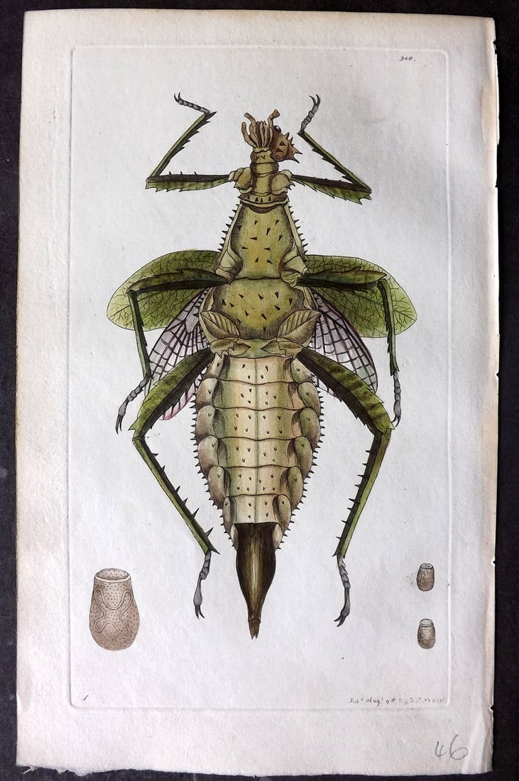 Shaw & Nodder 1798 Hand Col Print. Dilated Phasma 348: Hand Colored Copper Plate Published 1789-1813, London for "The Naturalist's Miscellany: or Coloured Figures of Natural Objects" by George Shaw and Frederick Nodder. Paper Size: 9.5 x 5.5 inch (24 x 14
