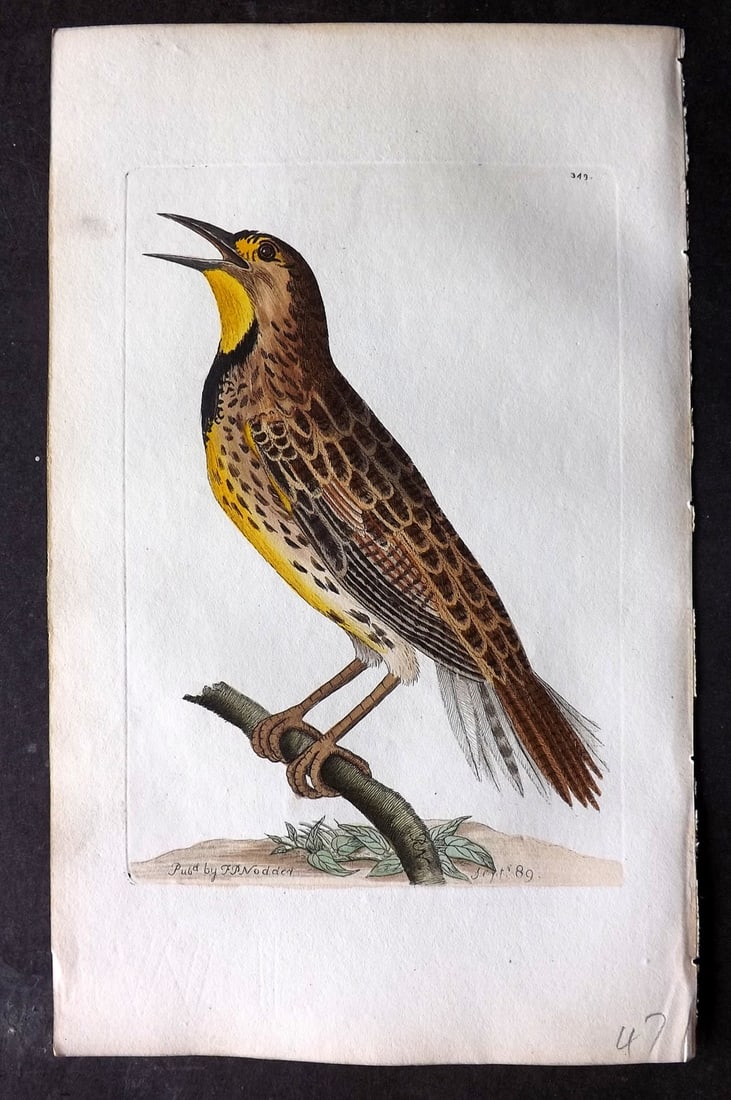 Shaw & Nodder 1798 Hand Col Print. Meadow Lark 349 (1 of 1)