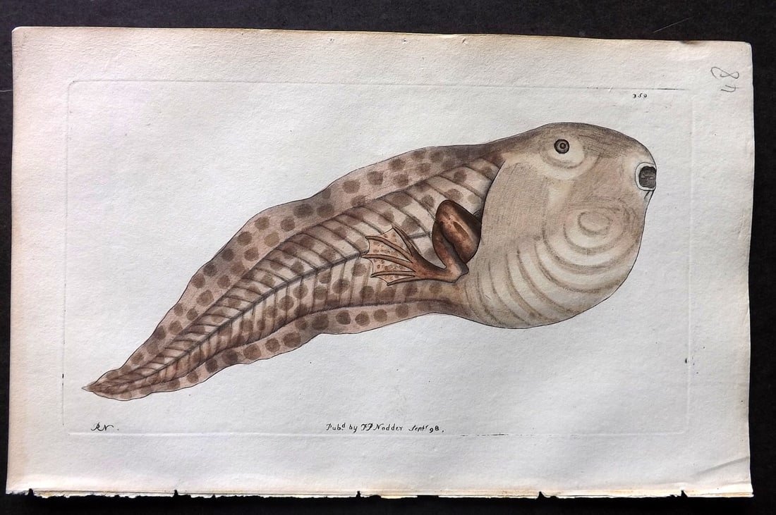 Shaw & Nodder 1798 Hand Col Print. Tadpole of Paradoxical Frog 350 (1 of 1)