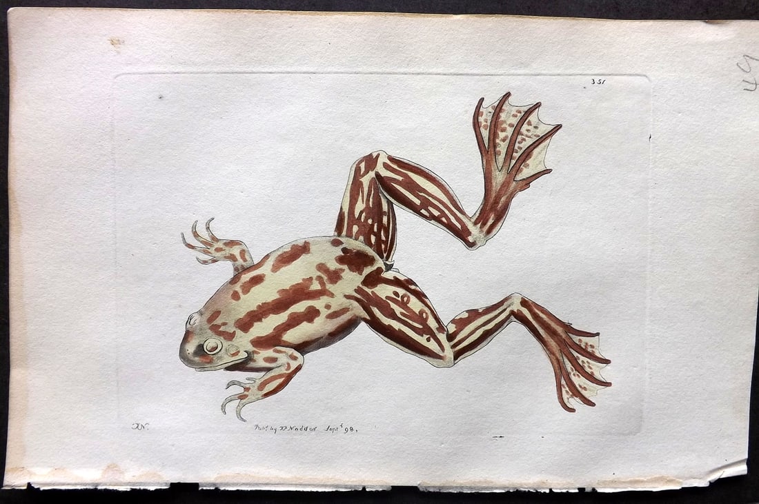Shaw & Nodder 1798 Hand Col Print. Paradoxical Frog 351 (1 of 1)