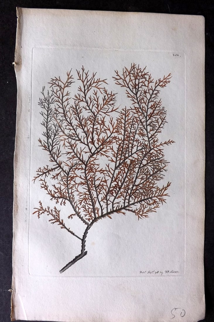 Shaw & Nodder 1798 Hand Col Print. Milfoil Antipathes 352: Hand Colored Copper Plate Published 1789-1813, London for "The Naturalist's Miscellany: or Coloured Figures of Natural Objects" by George Shaw and Frederick Nodder. With accompanying descriptive text.