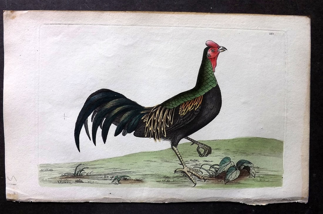 Shaw & Nodder 1798 Hand Col Bird Print. Variegated Pheasant 353: Hand Colored Copper Plate Published 1789-1813, London for "The Naturalist's Miscellany: or Coloured Figures of Natural Objects" by George Shaw and Frederick Nodder. With accompanying descriptive text.