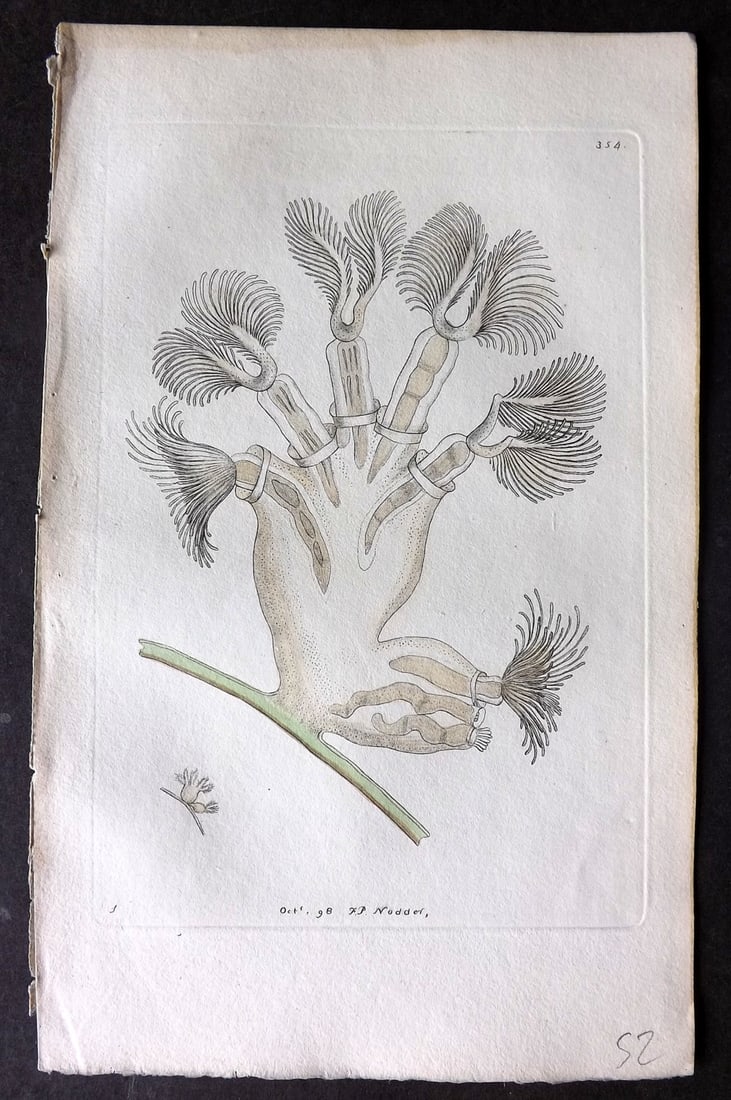 Shaw & Nodder 1798 Hand Col Print. Campanulated Tubularia 354: Hand Colored Copper Plate Published 1789-1813, London for "The Naturalist's Miscellany: or Coloured Figures of Natural Objects" by George Shaw and Frederick Nodder. With accompanying descriptive text.