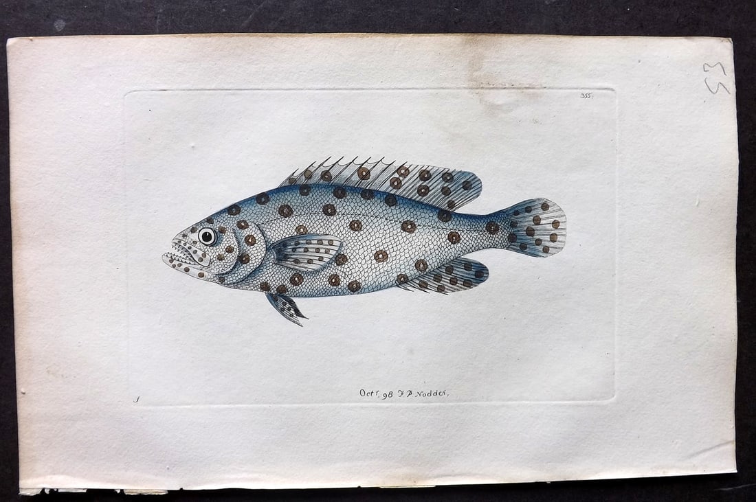 Shaw & Nodder 1798 Hand Col Print. Argus Anthias Fish 355 (1 of 1)